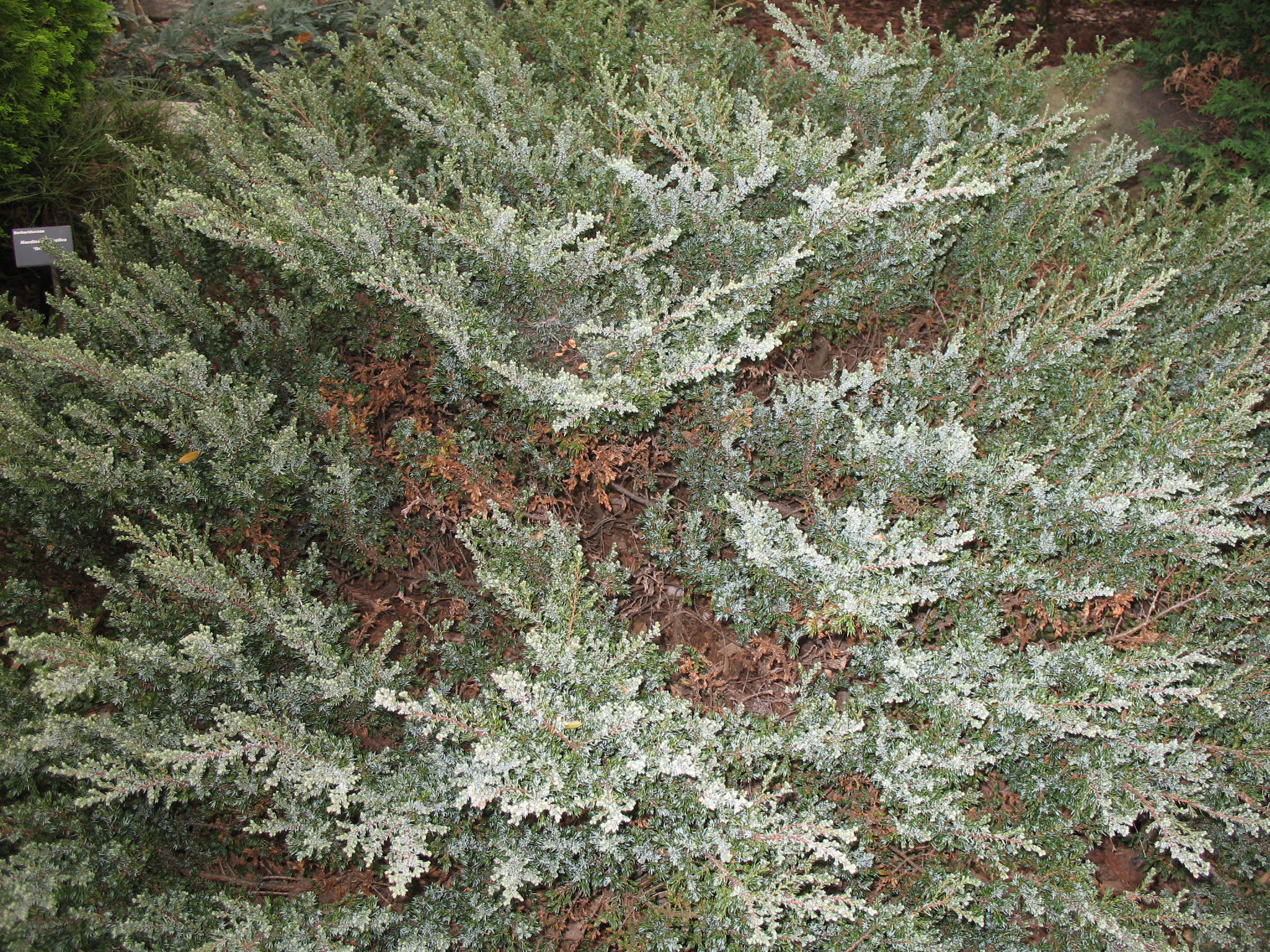 Online Plant Guide - Juniperus Communis 'Effusa' / Common Juniper